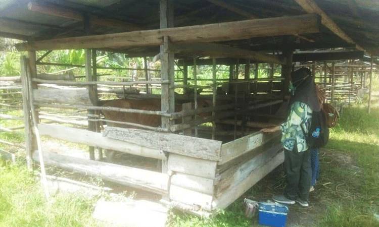 Dinas Pertanian Terus Dampingi dan Bina Peternak