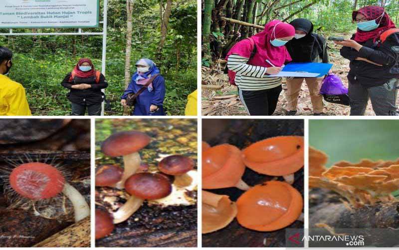 Taman Biodiversitas di Kalsel Miliki Ragam Jamur Makroskopis