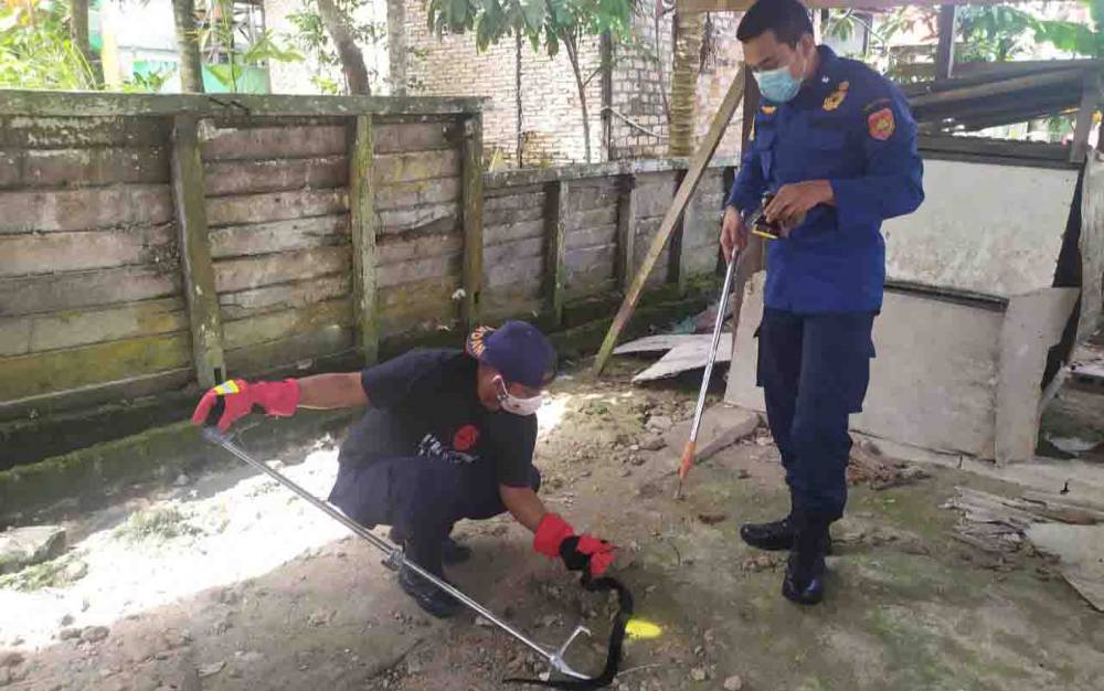 Dalam Sehari, Damkar Kobar Evakuasi Dua Ular Kobra di Permukiman Warga