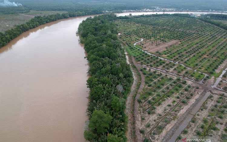 KLHK: 3,3 Juta Hektare Kebun Kelapa Sawit Terindikasi Berada di Dalam Kawasan Hutan