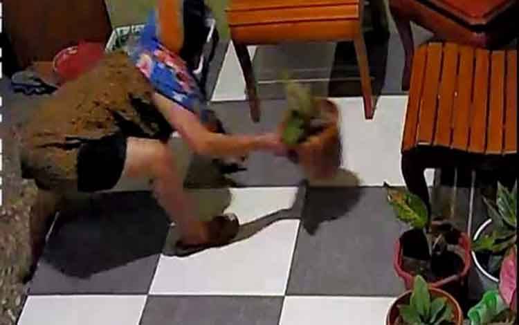 Aksi Wanita Curi Tanaman Hias Jutaan Rupiah Terekam Kamera CCTV