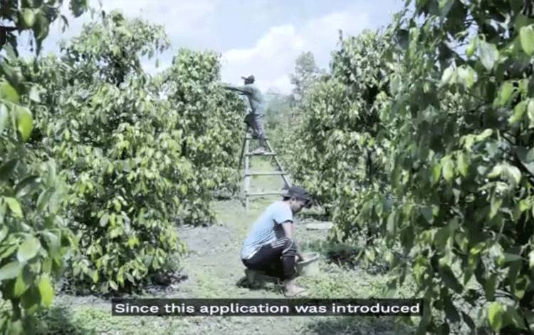 Tangakapan layar - petani lada (Antara/HO)