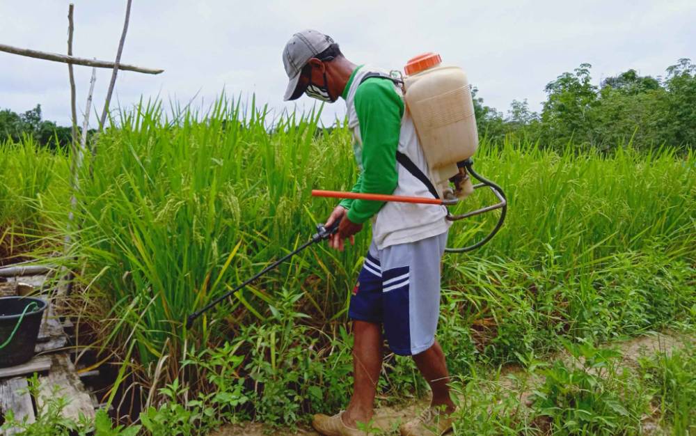 Camat Dusun Timur Ajak Petani Bermimpi Terapkan Pertanian Modern