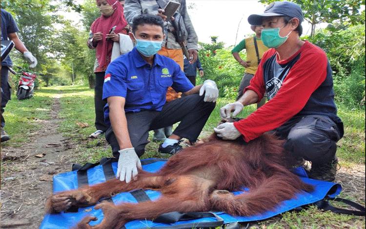 Evakuasi Orangutan Upaya Antisipasi Penembakan oleh Penduduk