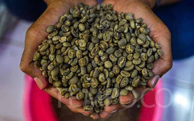 Tanaman Subur dengan Ampas Kopi, Begini Caranya