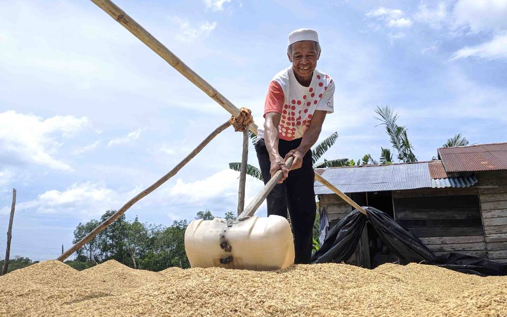 Dinas Pertanian Kotim Targetkan Produksi Beras pada 2021 Sebanyak 82.136 Ton Gabah Kering