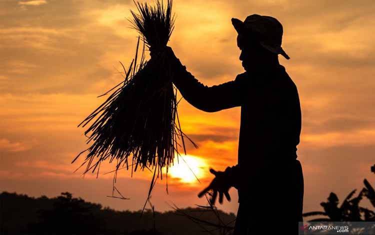BUMN Pertani Dipercaya Beli 300.000 Ton Gabah Petani