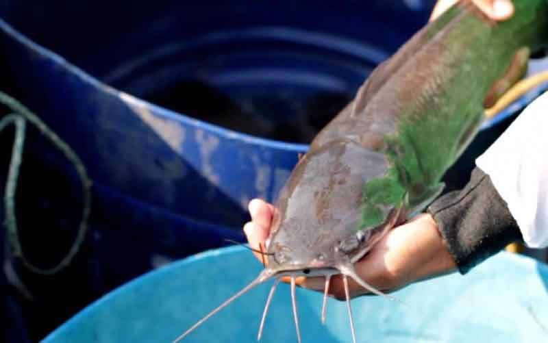 KKP Kembangkan Strain Unggulan Ikan Lele Mutiara