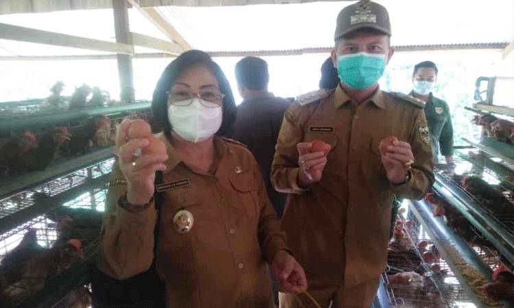 Bupati dan Wabup Gunung Mas Panen Telur Ayam