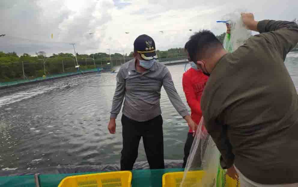 Bupati Sukamara, Windu Subagio panen parsial siklus kedua udang vaname di Desa Cabang Barat, Kecamatan Pantai Lunci