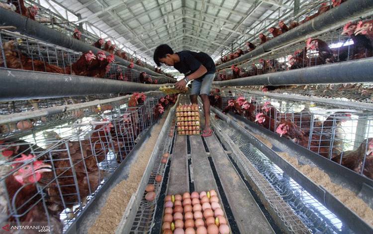 Ombudsman Tegaskan Pemerintah Berkewajiban Lindungi Peternak Mandiri