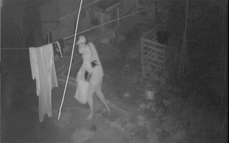 VIDEO: Detik-detik Aksi Maling Ayam Terekam CCTV