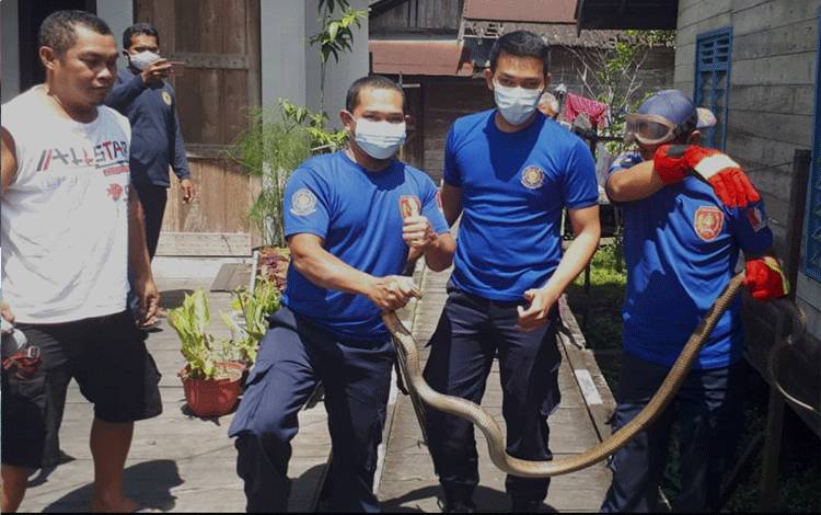 Damkar Kobar Evakuasi Ular King Cobra Masuk Permukiman Warga Mendawai