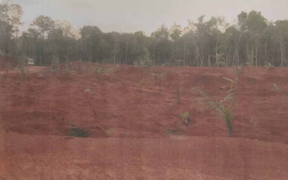 Areal lahan masyarakat yang digarap Richard Sunaryo dan diserahkan lagi ke masyarakat dengan ditanami kebun produktif. Perkebunan warga yang disebutkan masuk dalam kawasan izin PT Sanmas Mekar Abadi.