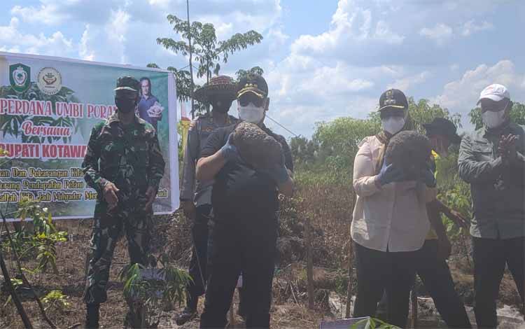 Bupati Kotim Panen Porang di Jalan Jendral Sudirman Km 15