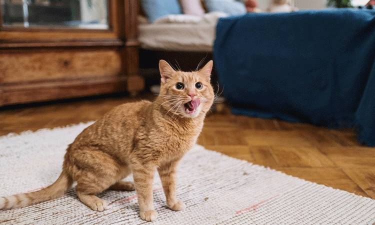 Penularan COVID-19 dari Manusia ke Kucing Ditemukan di Inggris