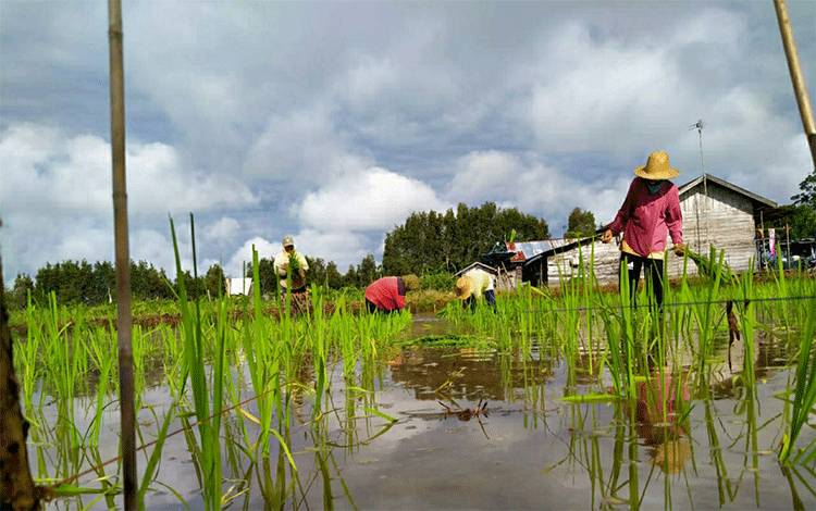 Petani di Dadahup Kapuas Ini Optimis Program Food Estate Berhasil