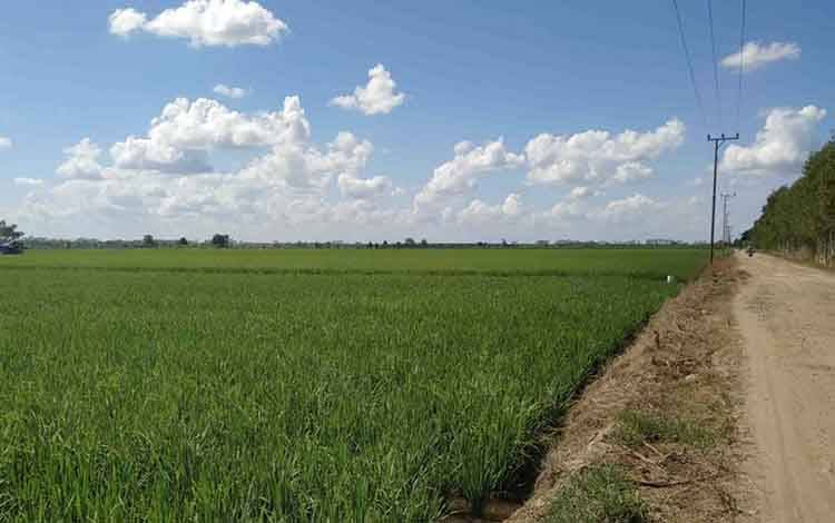 Badan Usaha Milik Petani Tangani Pascapanen Food Estate