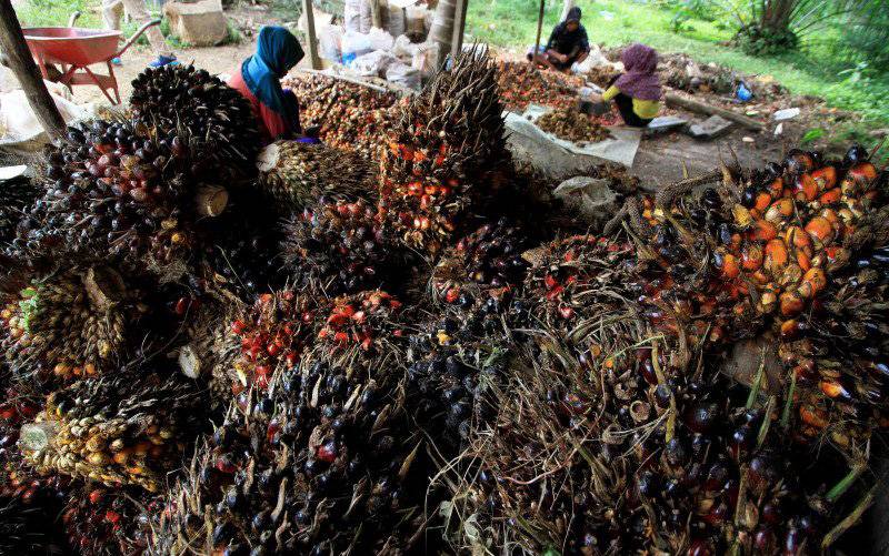 RSPO: Pekerja Perempuan di Perkebunan Sawit Perlu Payung Hukum