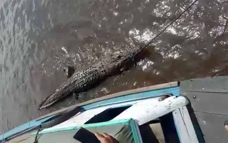 Warga Temukan Buaya Mati di Sungai Mentaya