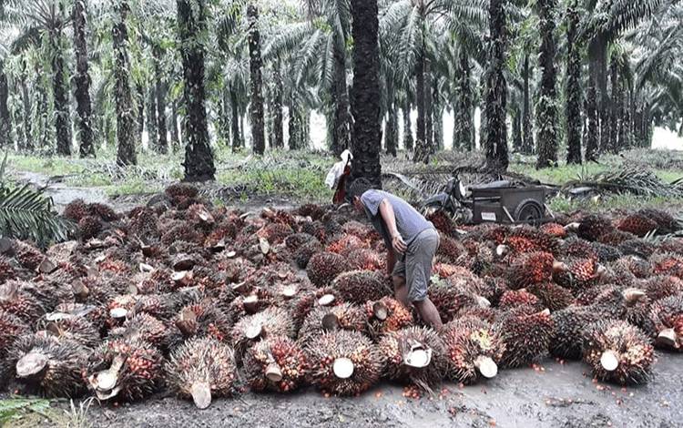 Harga Buah Meningkat, Warga Pekebun Sawit di Kobar Bahagia