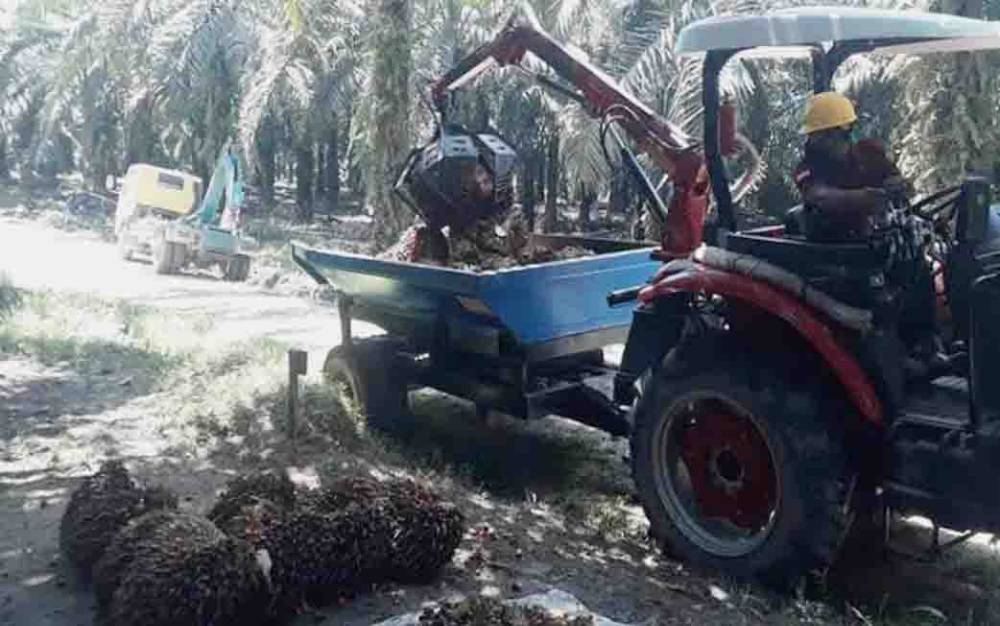 Harga TBS Sawit di Kalbar Lebih Dari Rp 2.000 per Kilogram