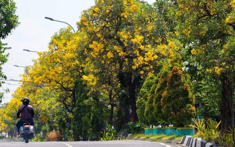 Bunga tabebuya kuning bermekaran di sepanjang kawasan Jalan Ahmad Yani, Kota Surabaya, Sabtu (15/5/2021). (foto : ANTARA/HO-Humas Pemkot Surabaya)