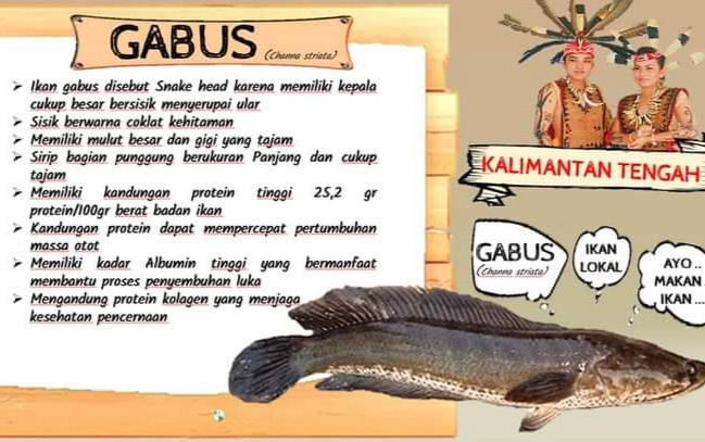 Ikan gabus dan khasiatnya. (foto : istimewa)