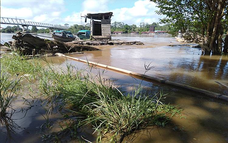 Kondisi air Sungai Katingan di wilayah Kasongan hari ini sudah menyentuh bibir sungai, bahkan di beberapa tempat sudah meluap ke permukaan.