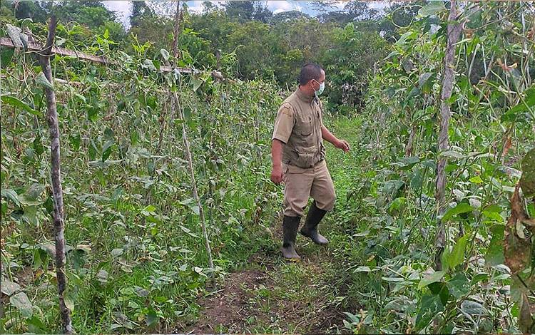 Dinas Pertanian Barito Timur Gelar Konsultasi Agribisnis Hortikultura dan Tanaman Pangan