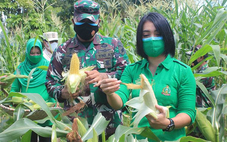 Dandim Palangka Raya Panen Jagung Program Ketahanan Pangan