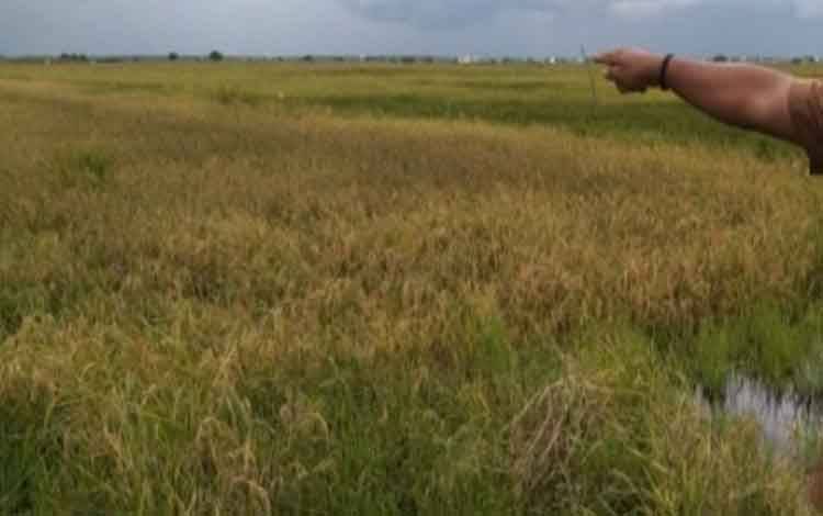 Areal sawah di Desa Lampuyang yang terendam banjir