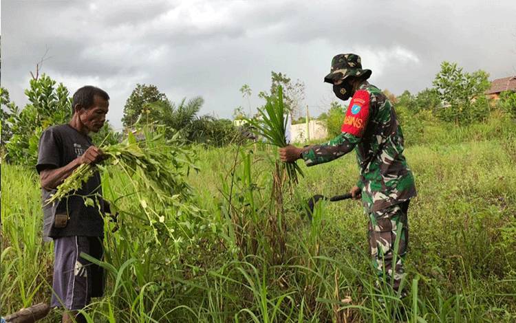 Wujud Kepedulian, Babinsa Kelurahan Candi Bantu Warga Cari Rumput