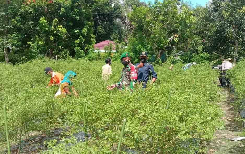 Babinsa Koramil Teweh Tengah Bantu Warga Sukseskan Program Ketahanan Pangan