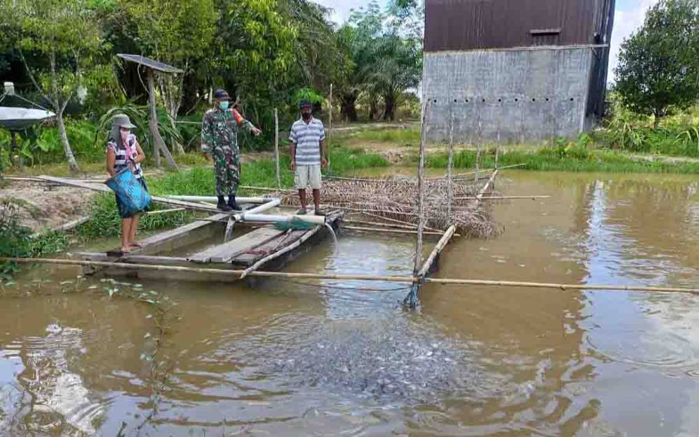 Babinsa Koramil Tumbang Jutuh Berbagi Pengetahuan Cara Budidaya Ikan Air Tawar