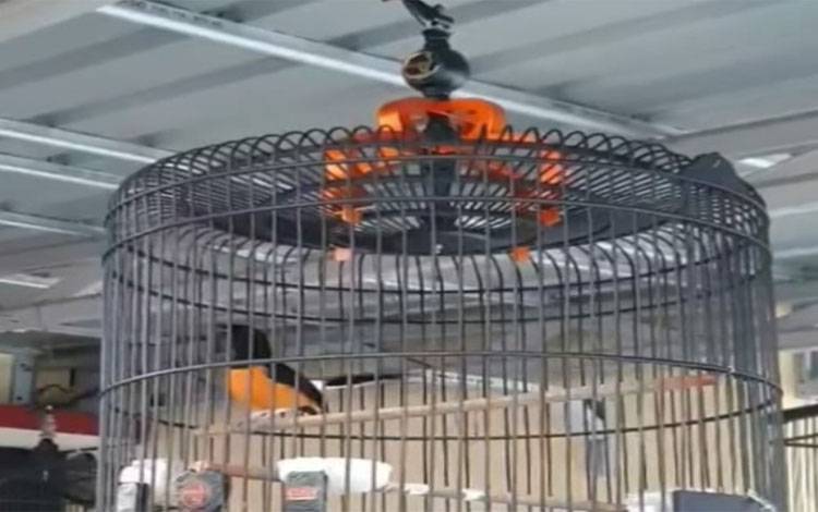 Kasus Pencurian Burung Mahal Terjadi di Sampit