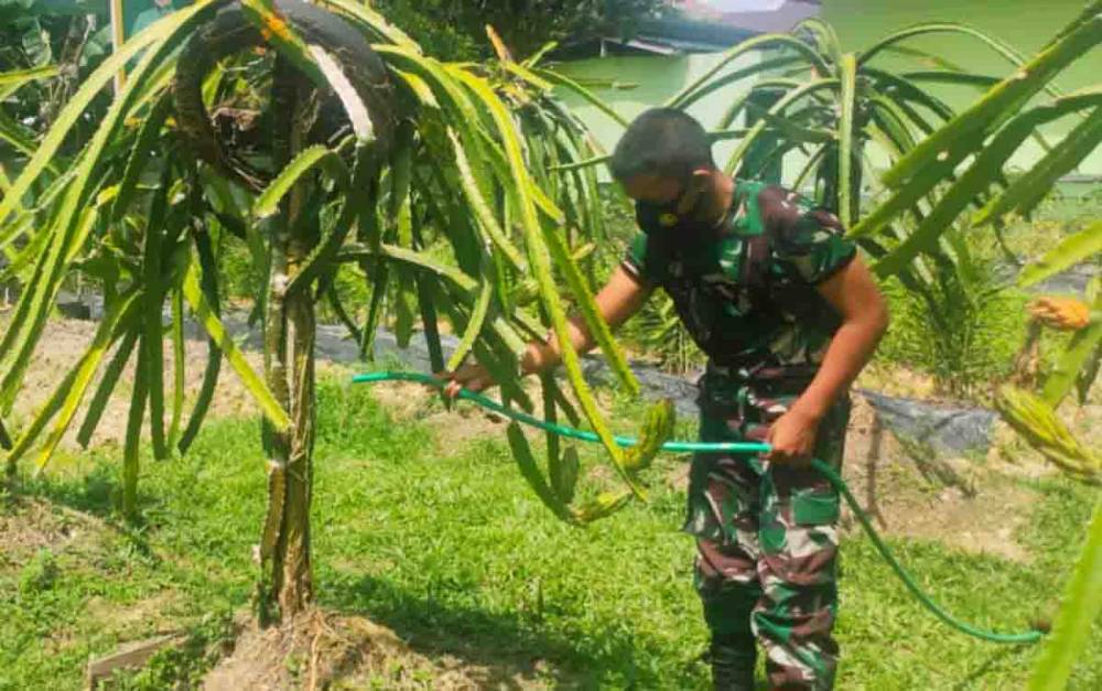 Kodim Muara Teweh Budidaya Buah Naga Dukung Ketersediaan Pangan Sehat