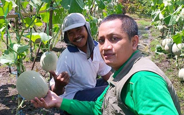 Koordinator BPP Paju Epat, Lukmanul Chakim mendemonstrasikan cara penanganan hasil panen yang baik.