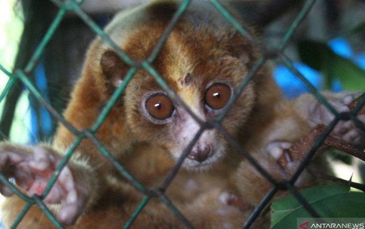 Perdagangan Satwa Liar Mengancam Keanekaragaman Hayati