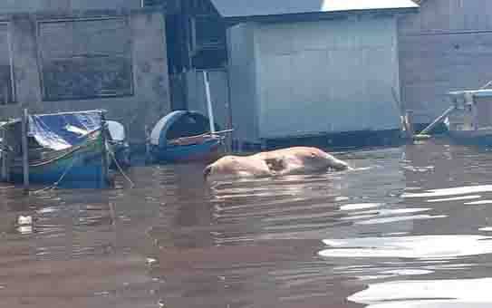 Keluarkan Bau Menyengat, Bangkai Sapi di Das Kumai Resahkan Warga