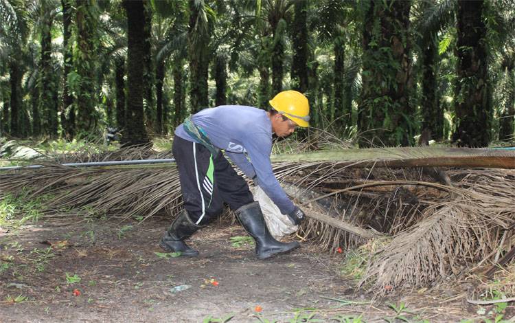 Potensi PAD Sektor Perkebunan di Pulang Pisau Rp 600 Miliar