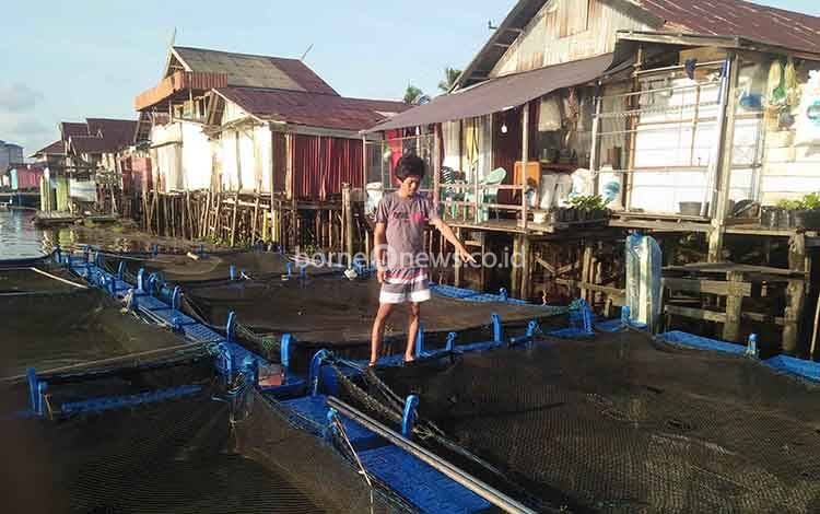 Ribuan Ikan Keramba Jaring Apung di Desa Pematang Limau Mati Tanpa Sebab