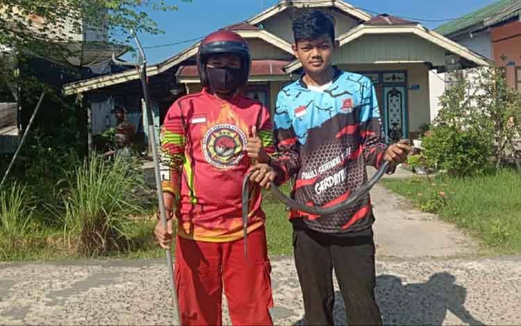 Ular Kobra Masuk Rumah Warga