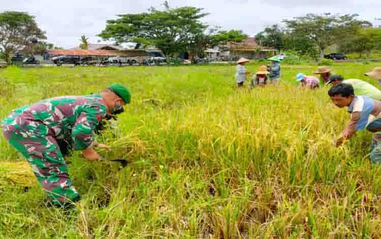 Babinsa Koramil Kandui Bantu Petani Panen Padi