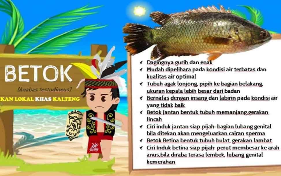 Dislutkan Kalteng Ajak Masyarakat Lestarikan Ikan Betok