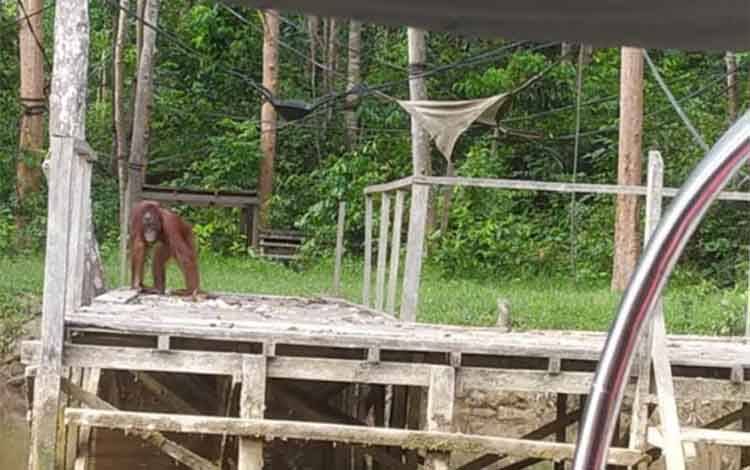 Pemkab Pulang Pisau Persiapkan Pilang Jadi Desa Ekowisata