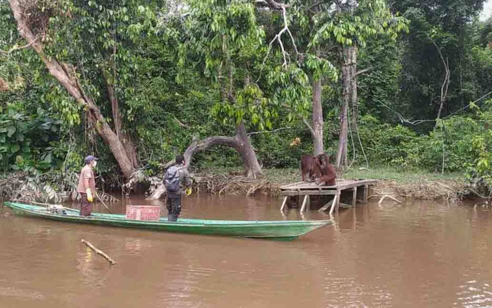Pulau Salat Hanya untuk Menempa Orangutan Sebelum Siap Dilepasliarkan di Taman Nasional