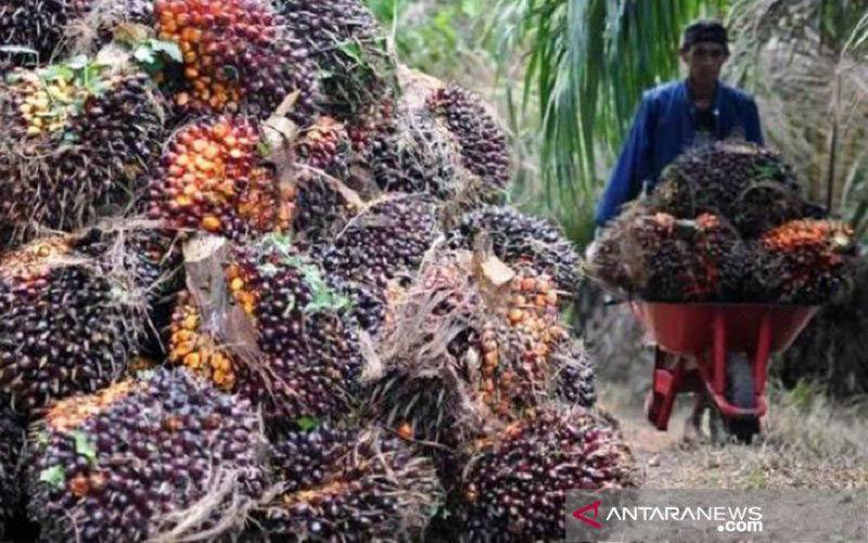 Akademisi: Sawit dan Karet Andalan Masyarakat Kalbar Saat Pandemi