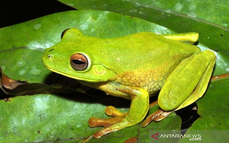 Spesies Katak Baru Ditemukan di Aarea PT Freeport Indonesia
