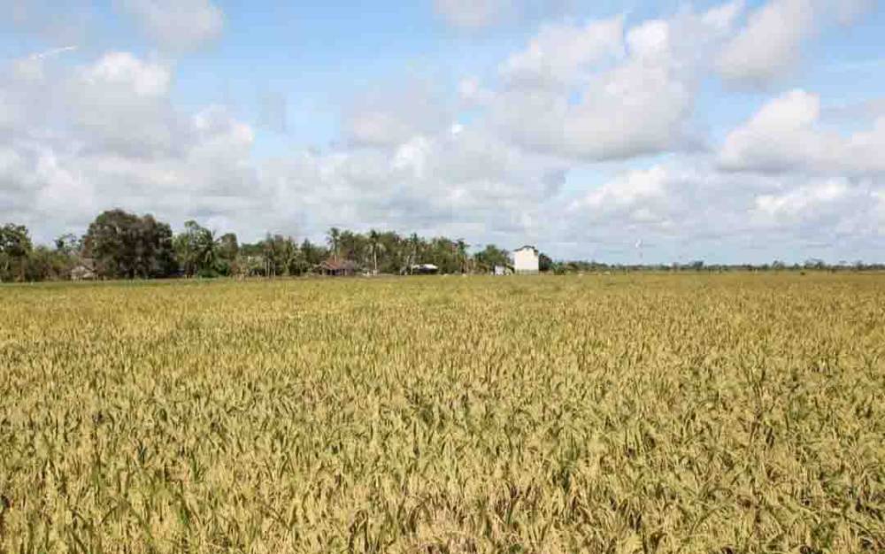 Ketua DPRD Kalteng Imbau Semua Pihak Terus Dukung Upaya Sukseskan Food Estate